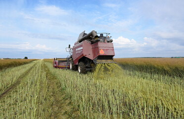 Summer harvesting of grain crops, combine harvester in a large agricultural field.