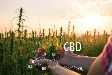 Cannabis plants with the CBD chemical formula. Cannabidiol molecule.