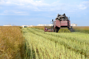 Combine harvester in the rapeseed field, harvesting the summer grain harvest.