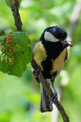 Obraz premium Great tit on a branch carries food to young. Czechia. Europe. 