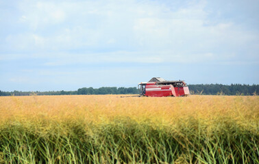 A large field of rapeseed, the combine harvester is working on harvesting the summer crop.