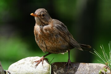  Young blackbird (Turdus merula) stands on stone with grass by the bird's waterhole. Czechia. Europe. 
