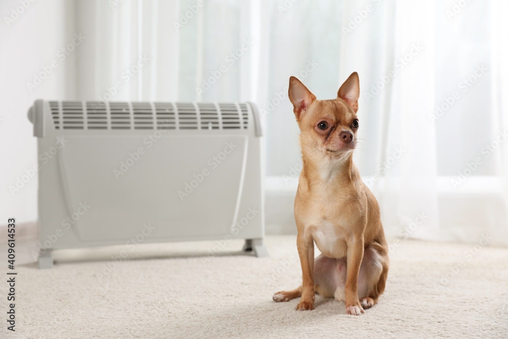 Sticker chihuahua dog sitting near electric heater in bright room