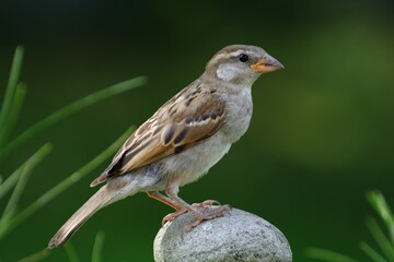 Young sparrow stands on the stone. Czechia. Europe.