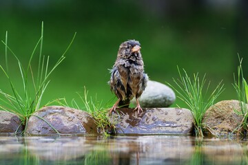 Young tree sparrow (Passer montanus) sitting after swimming on stones with grass. Czechia. Europe.