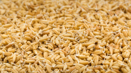 Fresh sprouted wheat macro shot
