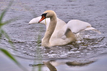 White Swan splashed down on the lake. Landing splash.