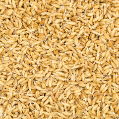 Fresh sprouted wheat macro shot
