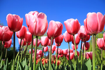 Blühende Tulpen im Frühling	
