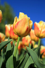 Blühende Tulpen im Frühling	
