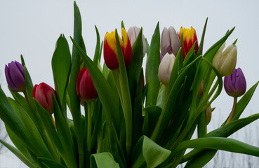 mixed colored tulips on a white background