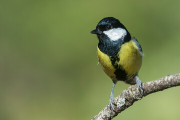 Obraz premium great tit, parus major. small yellow bird with copy space