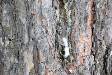 bark for creating background and texture

