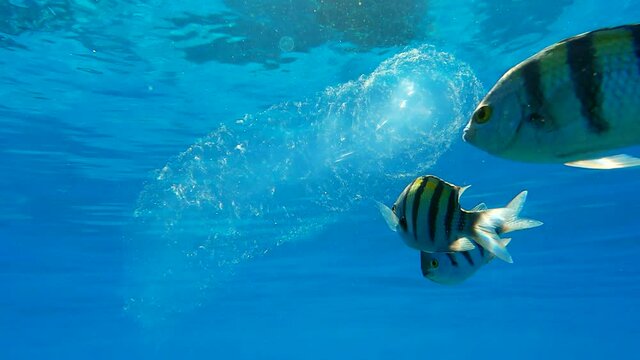 Colonial Pyrosoma Tunicates free-floating with school of fish on blue water in sunrays. Pyrosomes, colony hundreds to thousands individuals called zooids, cloned from one egg and bound together.