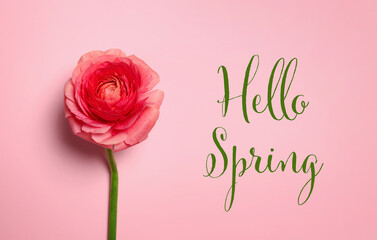 Hello Spring. Beautiful ranunculus flower on pink background