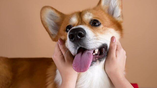 The owner's hands are crumple the cheeks of a Welsh Corgi Pembroke dog. Close up of a dog's muzzle in the studio on an orange background. Slow motion. Close up.