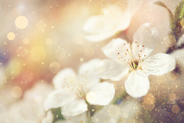 Closeup view of blossoming tree outdoors on spring day