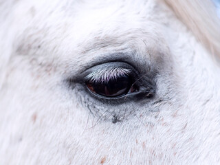 Close up of the eye of an Andalusian mare.