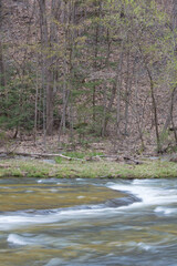Spring Stream at State Park