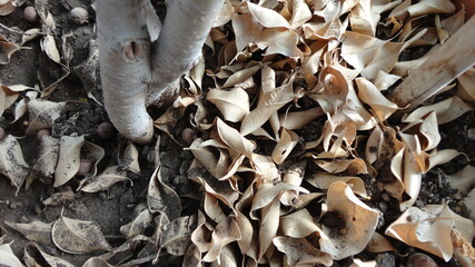 Dry leaves below the tree. Yellow leaves cover surface of soil. brown pattern background in garden. The leaves of tree falling on autumn