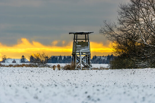 Rehe am Hochstand in der Abend D&auml;mmerung