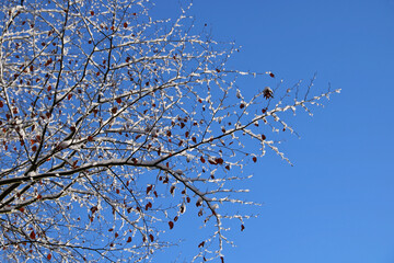schneebedeckte Äste und Zweige vor blauem Hintergrund