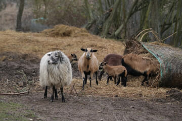 Schaf mit langer weißer Wolle und Kamerunschafe mit Lämmern auf einem Bauernhof