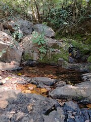 wild stream with rocks, water and trees