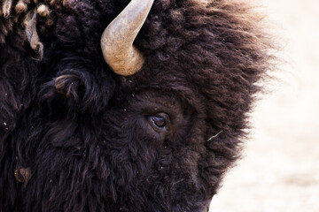 Gros plan du bison des steppes brunes
