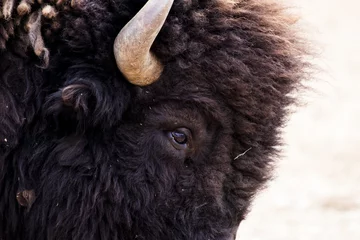 Door stickers Bison Closeup shot of brown steppe bison