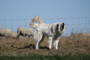 weißer Herdenschutzhund bellt hinter einem Zaun