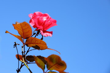 青空に映えるバラの花