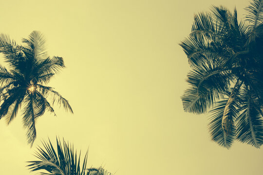 The tops of palm trees against the sky at sunset, yellow tinted, soft focus. Travel and tourism to tropical countries.