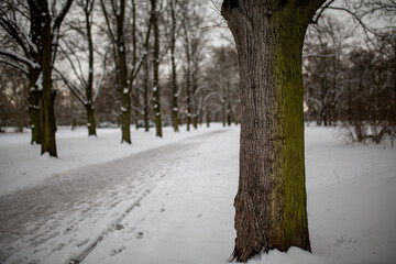 Baum im Park im Winter
