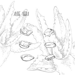 Hand drawn vector illustration aloe vera slices set. Isolated monochrome picture of succulet for design, packaging