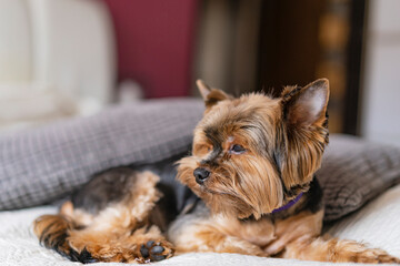 Yorkshire terrier resting in a bed, sleeping little black dog lying in a bedroom. Selective focus, copy space.