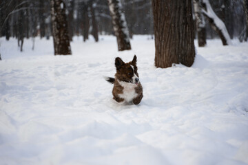 dog in snow