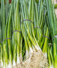 Obraz premium Bunches of green Spring Onions with purple rubber bands.