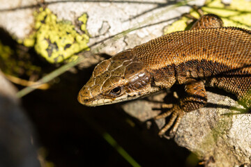 Pyrenean rock lizard, Iberolacerta bonnali, macro detail of the head on the rock, selective focus