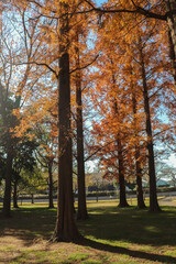 秋の風景 森 メタセコイヤ 紅葉 美しい 幻想的 きれい オレンジ