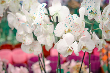White phalaenopsis flowers are grown in the greenhouse of the shop for the hobby of home gardening and floristry