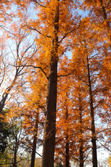 秋の風景 紅葉 メタセコイヤ 森 美しい 幻想的 きれい オレンジ