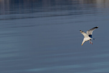 Sea gull diving towards water surface. Image has negative space for text