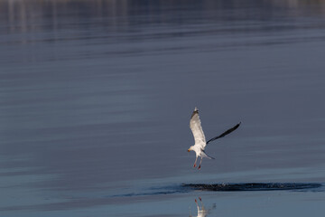 Sea gull caught a star fish. Image has negative space for text