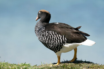 The Kelp Goose (Chloephaga hybrida)