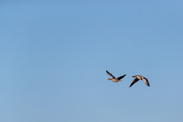 Two flying geese in sunshine against blue sky with negative space for text