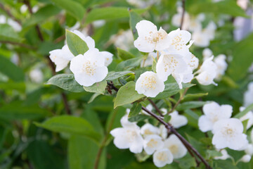 A beautiful white jasmine bloomed in the garden.