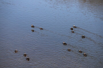 冬の川で泳ぐカルガモの群れ
