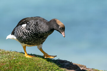 The Kelp Goose (Chloephaga hybrida)