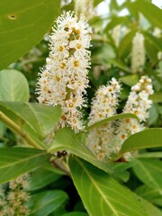 Laurel tree and its flowers